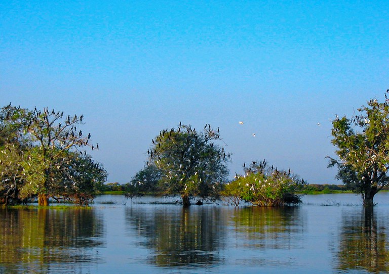 004_parna_pantanalmatogrossense_José Augusto Ferraz de Lima_1 (1).jpg