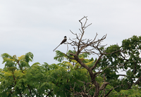 MMA apoia campanha mundial de proteção das aves migratórias