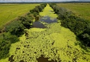 pantanal