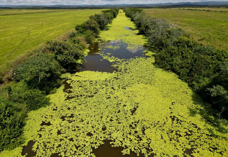 pantanal