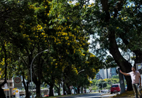 MMA institui Plano Nacional de Arborização Urbana para ampliar arborização em áreas urbanas