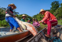 MMA lança chamada pública para pagamento por serviços ambientais no manejo sustentável do pirarucu no Amazonas