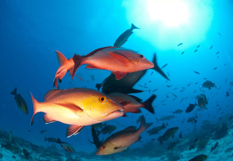 MMA publica nova Lista Nacional de Espécies Ameaçadas de Extinção para Peixes e Invertebrados Aquáticos, recategorizando pargo de “vulnerável” para “em perigo”, o que obriga adoção de medidas adicionais para recuperação da espécie