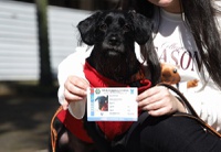 Primeiro ano de ProPatinhas e SinPatinhas tem 1,3 milhão de cães e gatos registrados gratuitamente em 98,3% dos municípios