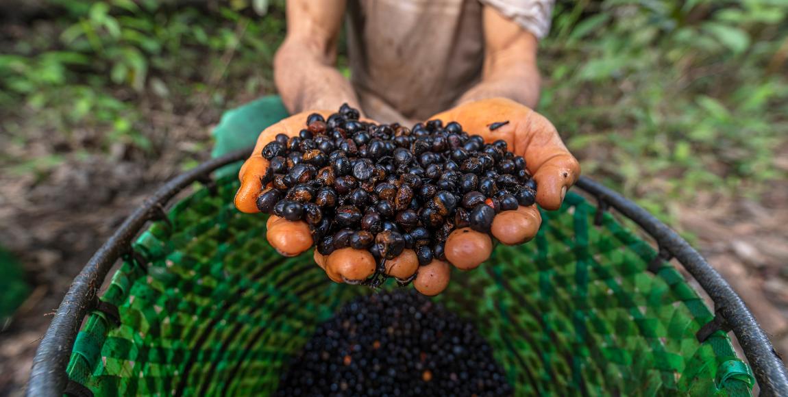 Primeiro lote de pagamentos por serviços ambientais (PSA) beneficia 217 agricultores e agricultoras que, juntos, conservam quase 12 mil hectares de vegetação nativa