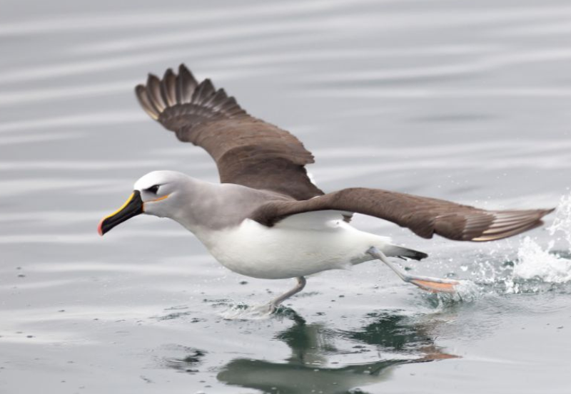 Documento preliminar atualiza o estado de conservação das espécies protegidas pelo tratado internacional, que terão ações debatidas na COP15, em Campo Grande (MS), de 23 a 29 de março