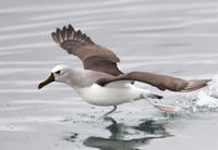 Relatório da ONU aponta aumento da extinção de espécies migratórias nos últimos dois anos