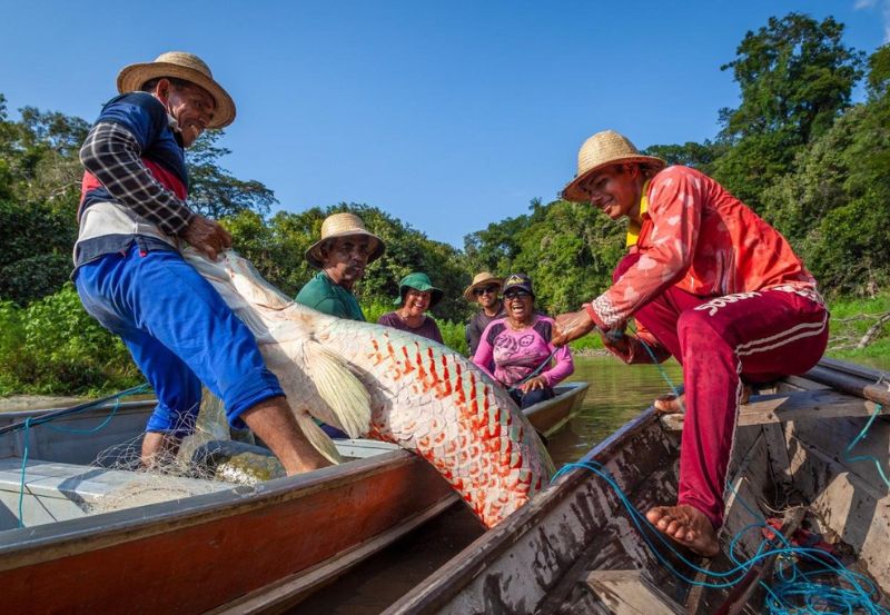 MMA lança chamada pública para pagamento por serviços ambientais no manejo sustentável do pirarucu no Amazonas