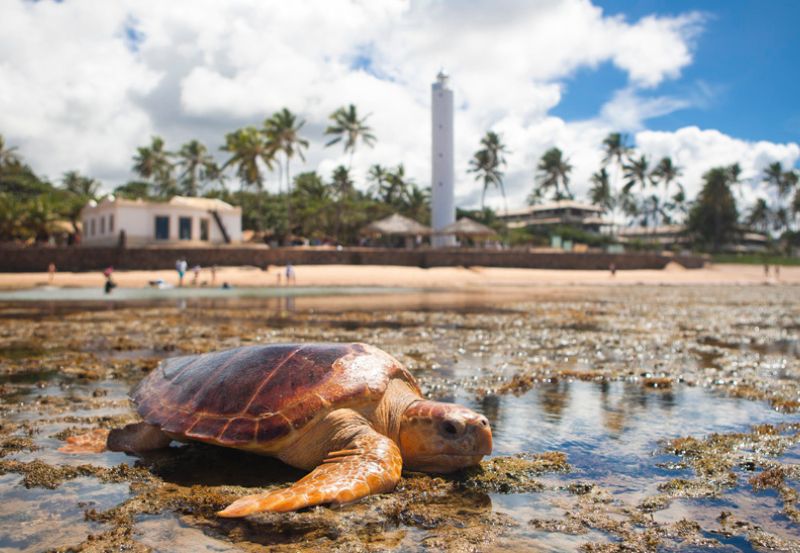 Autoridades debatem prioridades da COP15 durante programação da Semana Nacional dos Animais