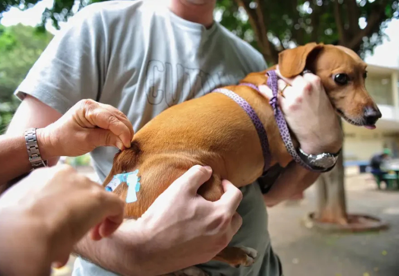 Confira calendário de atendimento para castração de cães e gatos no Distrito Federal