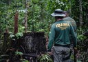 Ibama combate desmatamento ilegal na Terra Indígena Pirititi, Roraima. Foto: Ibama