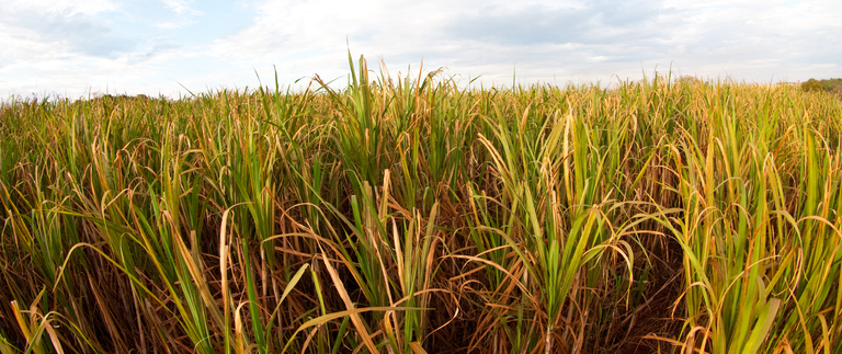 BNDES cria programa com taxa incentivada para estimular RenovaBio
