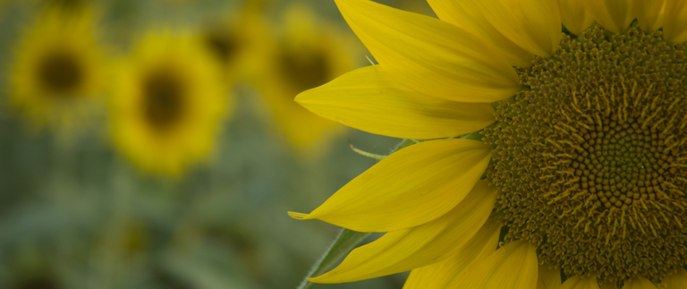 CNPE reduz de 13% para 10% a adição de biodiesel ao óleo diesel