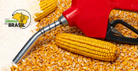 Participação do etanol de milho cresce e ganha protagonismo no setor energético brasileiro