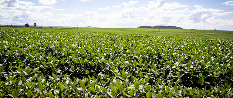 Prorrogada por 30 dias consulta pública para aprimorar portaria que regulamenta Créditos de Descarbonização (CBIOs) do RenovaBio