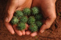 RenovaBio: ANP divulga cumprimento de metas 2019-2020