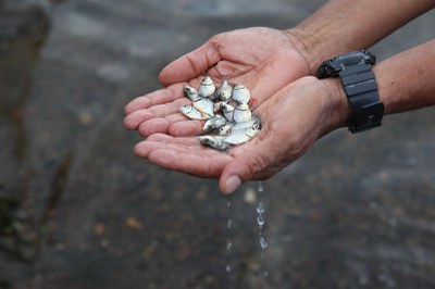 Projeto + Pesca de repovoamento de peixes nas barragens e açudes dos interiores do nordeste
