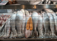 93 barcos autorizados a pescar tainha no Sul/Sudeste