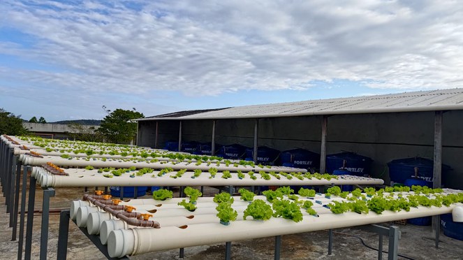 Unidade Demonstrativa de Aquaponia