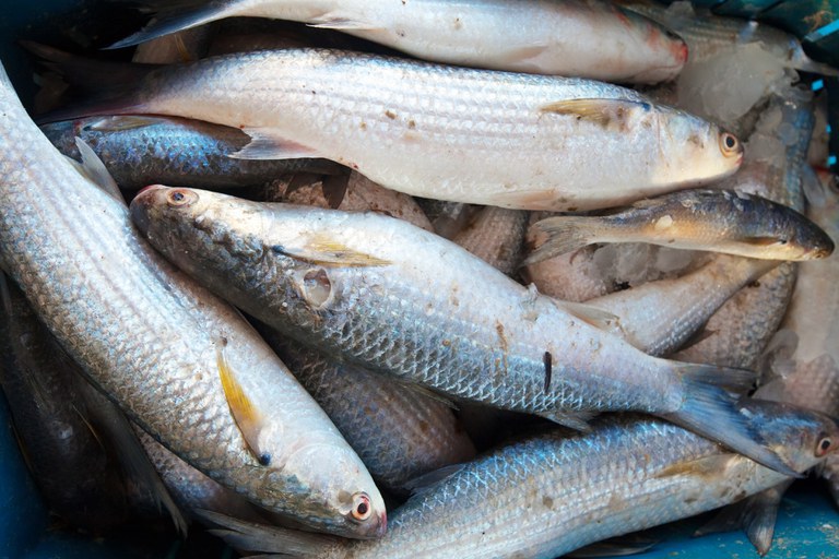 Acordo entre MPA e FNDE visa ampliação da oferta de pescados na merenda escolar
