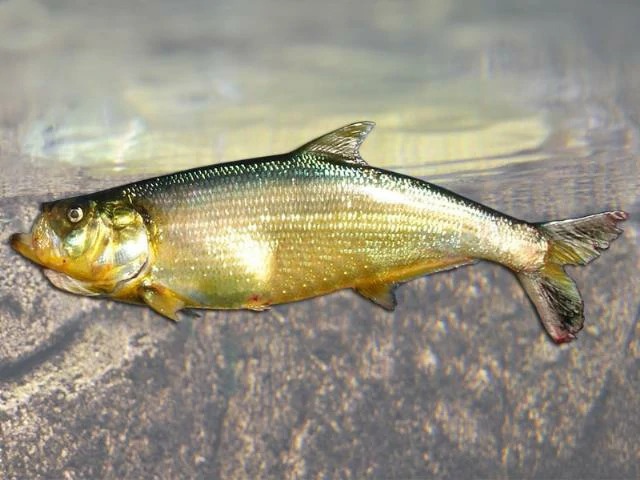 peixe-apapa-amarelo.jpg