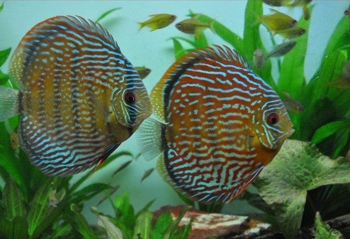 Aquariofilia: Ministério da Pesca e Aquicultura participa de feira internacional da indústria de animais domésticos