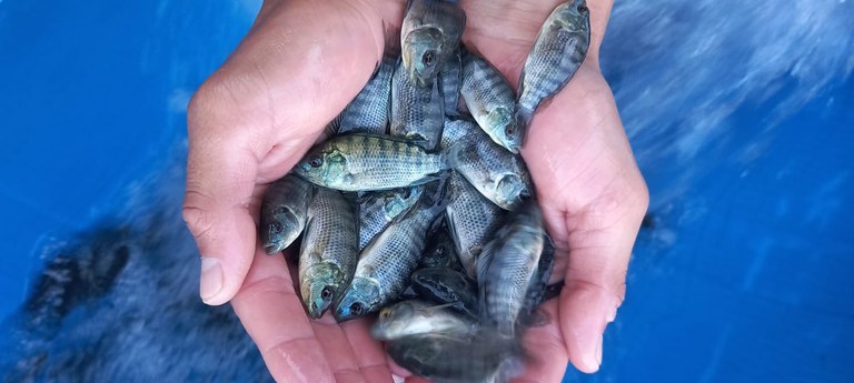 Brasil sai do Mapa da Fome da ONU e o MPA tem participação efetiva nessa conquista