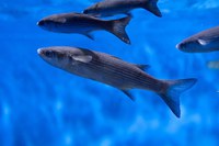 Comitê Permanente de Gestão da Pesca e do Uso Sustentável dos Recursos Pesqueiros debate ordenamento de espécies em Itajaí-SC