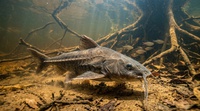 Como limpar peixe Bacu: passo a passo prático sem erro