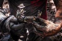 Conheça projeto do Maranhão que utiliza a tecnologia para organizar a cadeia produtiva do caranguejo-uçá