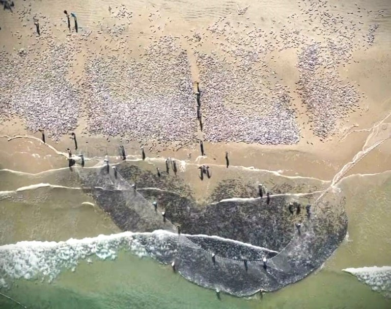 tainha em Naufragados