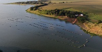 Cultivo de peixes em reservatório de hidrelétricas é regulamentado