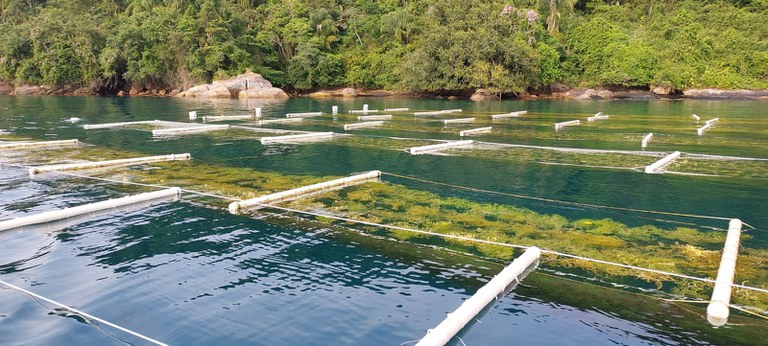 Da Água à Mesa: aquicultura como solução às mudanças climáticas