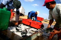 Ferramenta auxilia pescadores na estimativa de crédito do Pronaf Azul