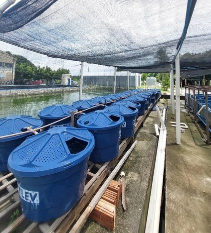 Sistema experimental com caixas d´água para avaliação de diferentes manejos e aditivos aquícolas