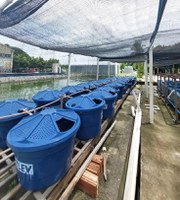 Fortalecimento da aquicultura no Ceará: capacitação, pesquisa e apoio à produção