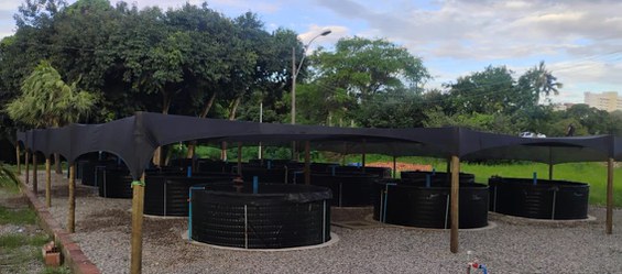 Tanques suspensos de geomembrana e tela galvanizada devidamente instalados para produção de peixes em escala piloto com tecnologia de bioflocos