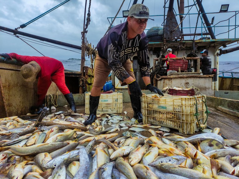 Setor primário da pesca