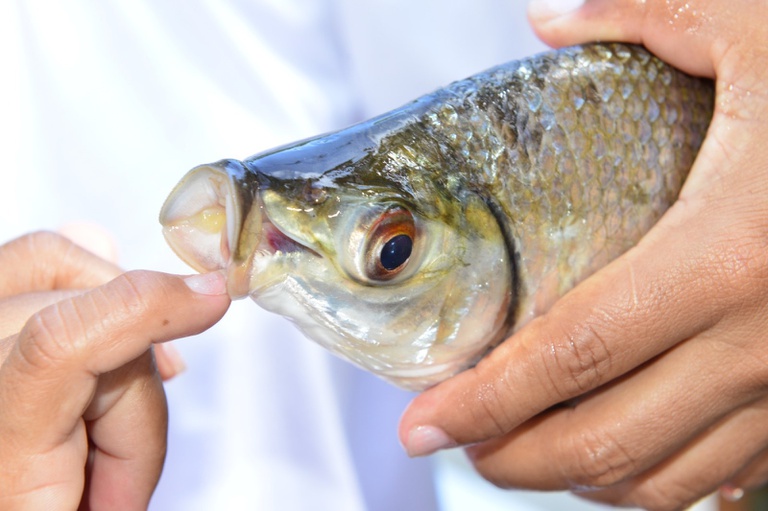 pesca amazônia legal 