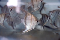 Inédito no país, Governo Federal lança Selo Nacional da Aquariofilia