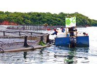 Inovação tecnológica e desenvolvimento do mercado: metas do Governo Federal para a aquicultura brasileira