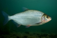 Matrinxã: um peixe que vai muito além das águas da Amazônia