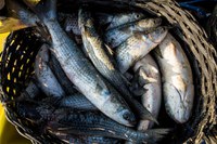 Ministérios da Pesca e Aquicultura e do Meio Ambiente e Mudança do Clima definem as regras e cotas para a pesca da Tainha (Mugil liza) em 2025