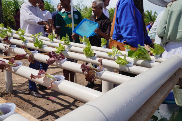 Alface cultivado através do sistema de aquaponia
