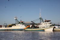 MPA alcança marca de 1.000 Certificados de Admissibilidade para exportação de pescado aos EUA