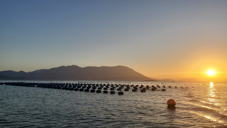 MPA autoriza parcelamento de débitos de cessão de uso em águas da União para a aquicultura