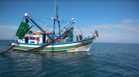 MPA divulga a lista de embarcações de pesca habilitadas e não habilitadas para temporada da tainha 2024