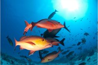 MPA divulga dados da produção de peixe Pargo capturado no ano de 2023