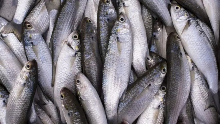 MPA divulga lista final de embarcações credenciadas para a pesca da tainha em 2026