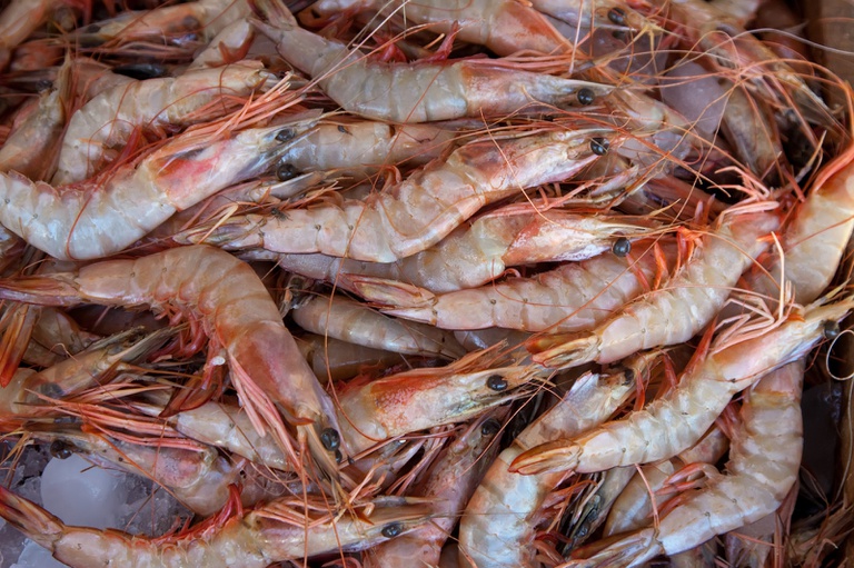 MPA e MMA orientam pescadores sobre início do período de defeso do camarão marinho em Alagoas, Sergipe e Bahia